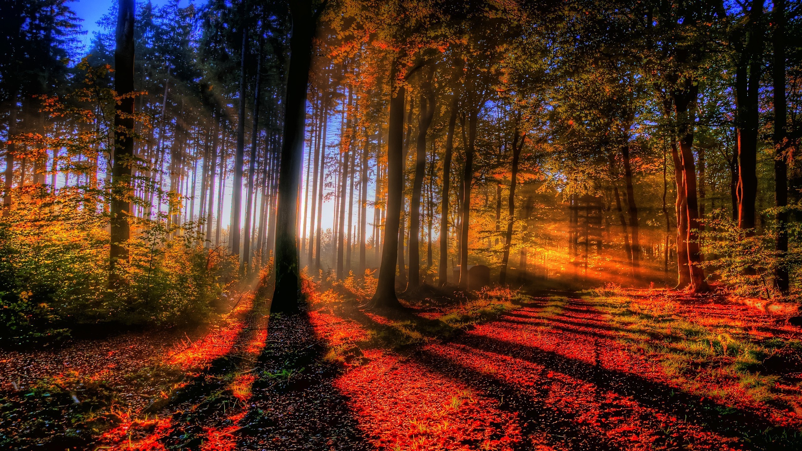 Forest Tree Light Autumn Fall Nature HDw
