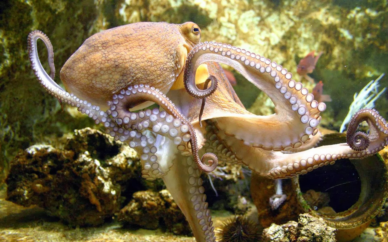 Octopus High Definition Wallpaper Deep HD For You