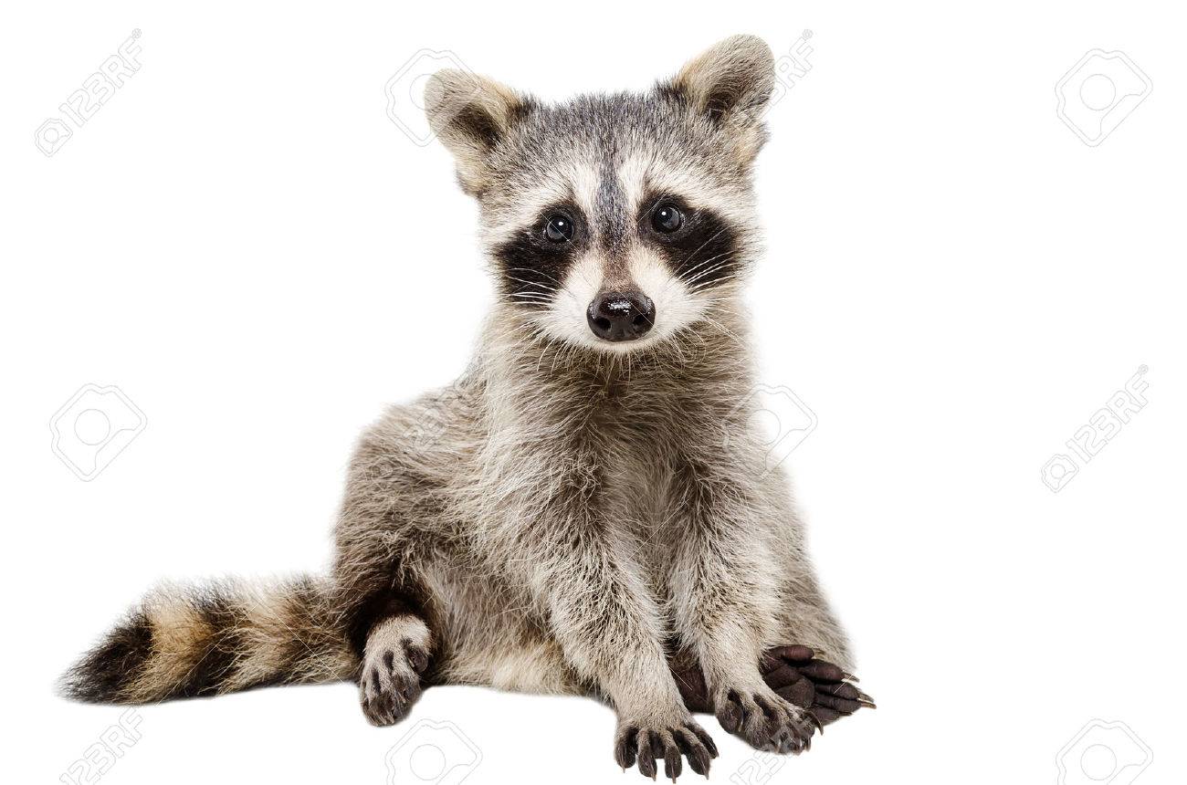 Funny Raccoon Sitting Isolated On White Background Stock Photo