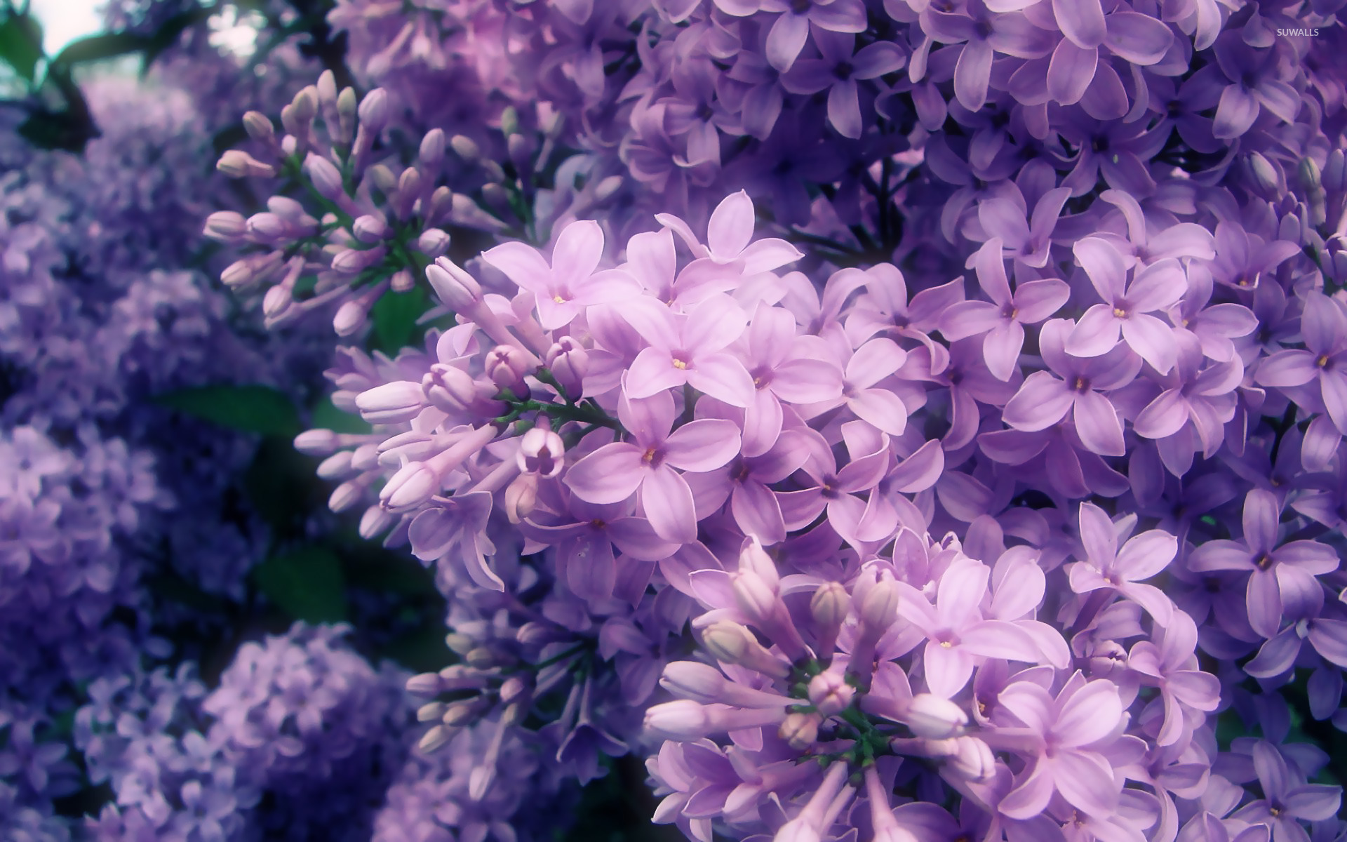 Lilac Wallpaper Flower