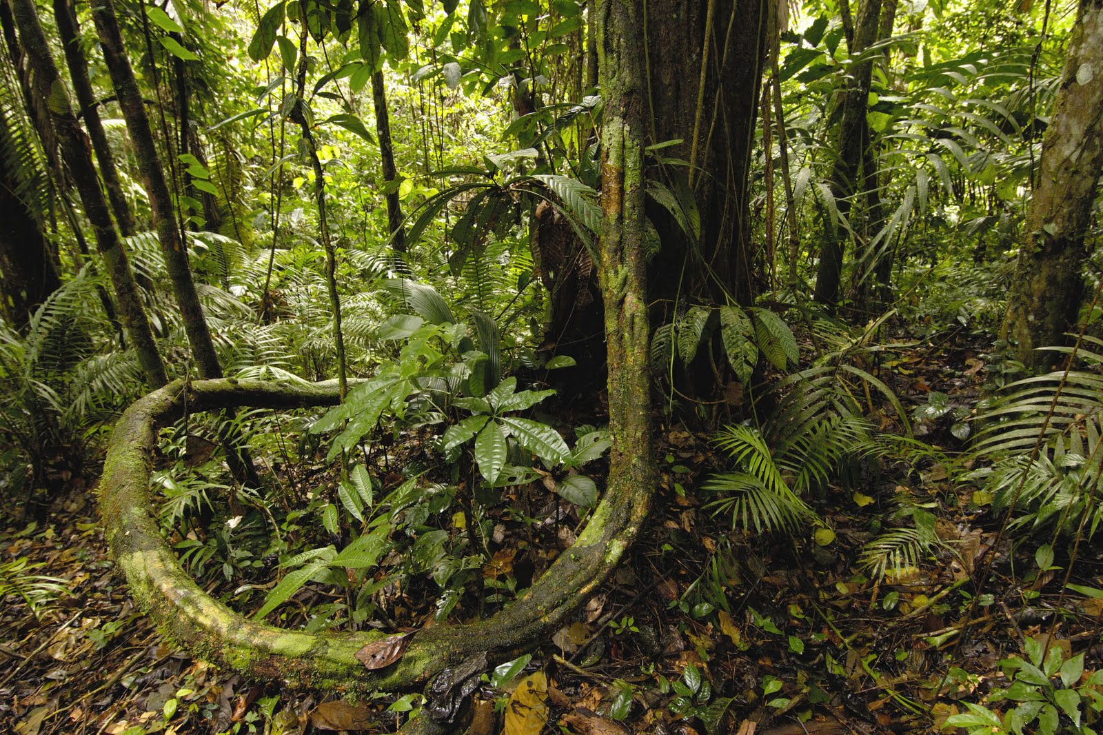 Amazon Rainforest View World Beauty