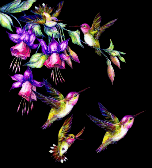 Sweet Nectar Birds Animated Gif Phone Wallpaper By Reddnrowl