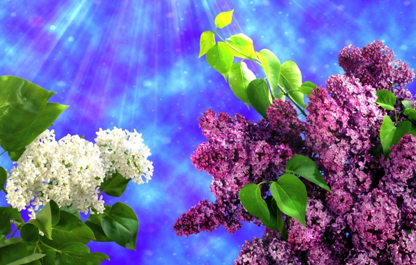 Wallpaper Lilac Flowers Spring