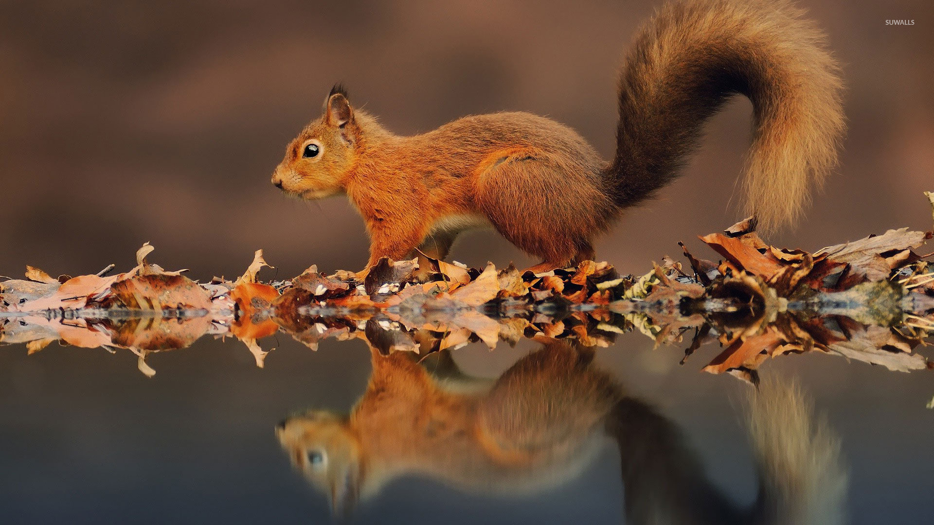 Squirrel reflected in the water wallpaper   Animal
