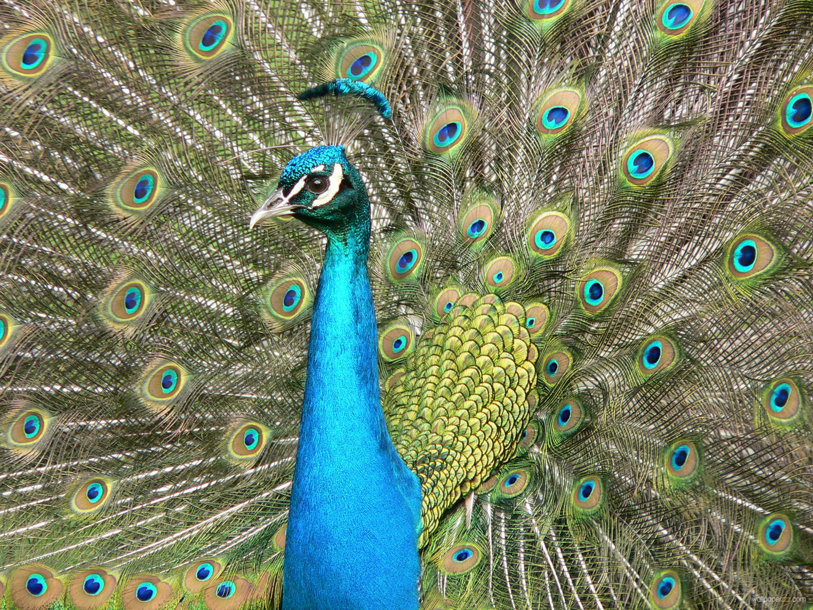 Beautiful Peacock Wallpaper Full HD