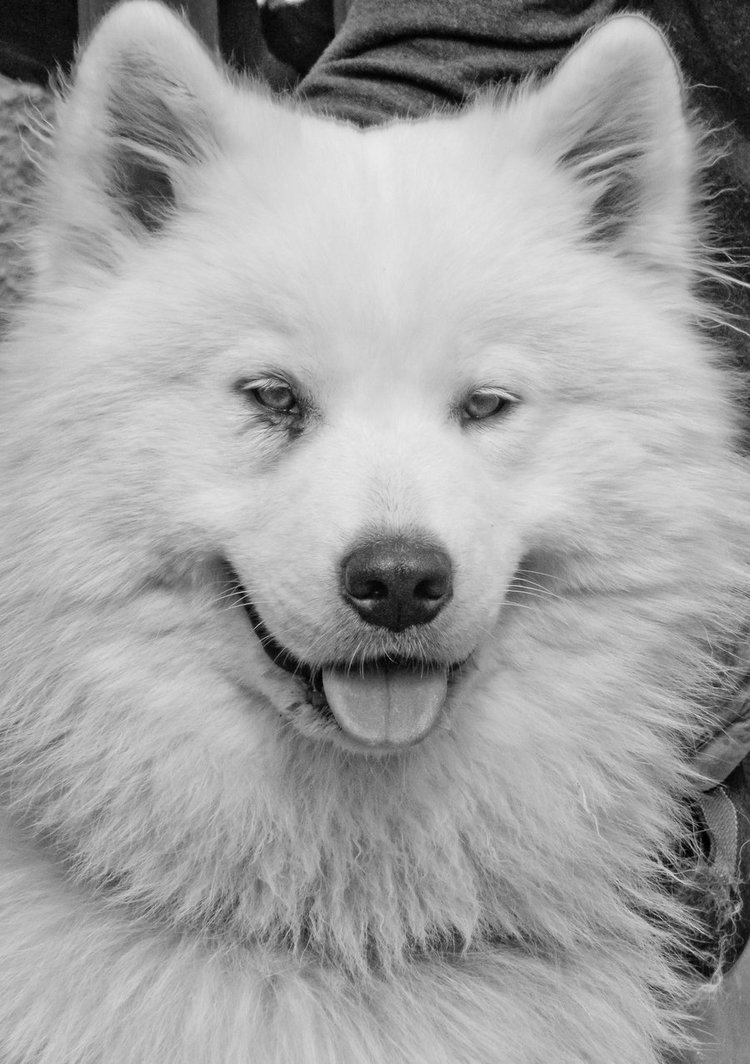 Add Photos Sad Samoyed Puppy In Your Blog HD Walls Find Wallpapers