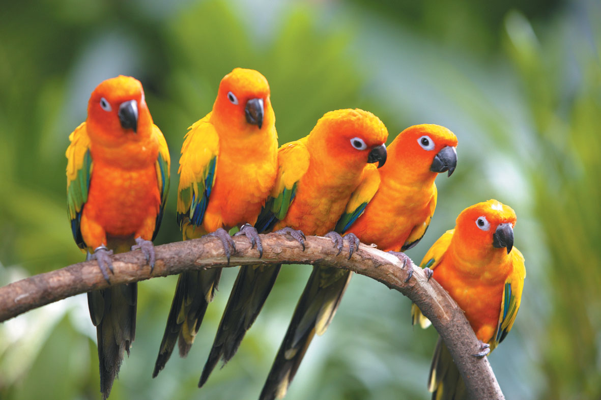 Wallpaper HD Desktop Online Bird