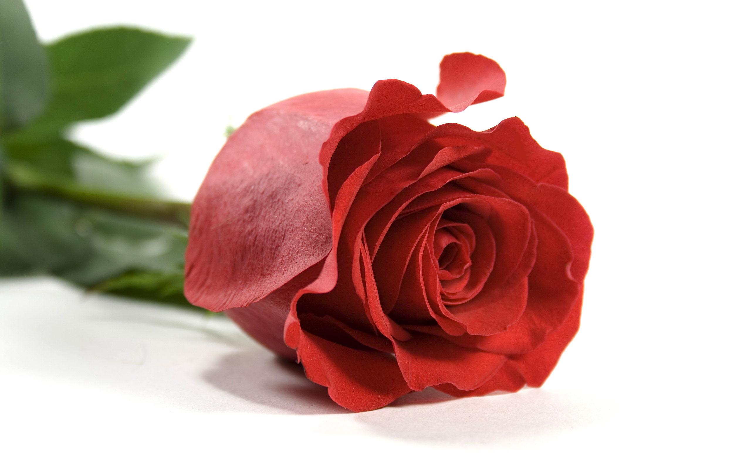 Rose Flower Wallpaper Pictures Image Gallery