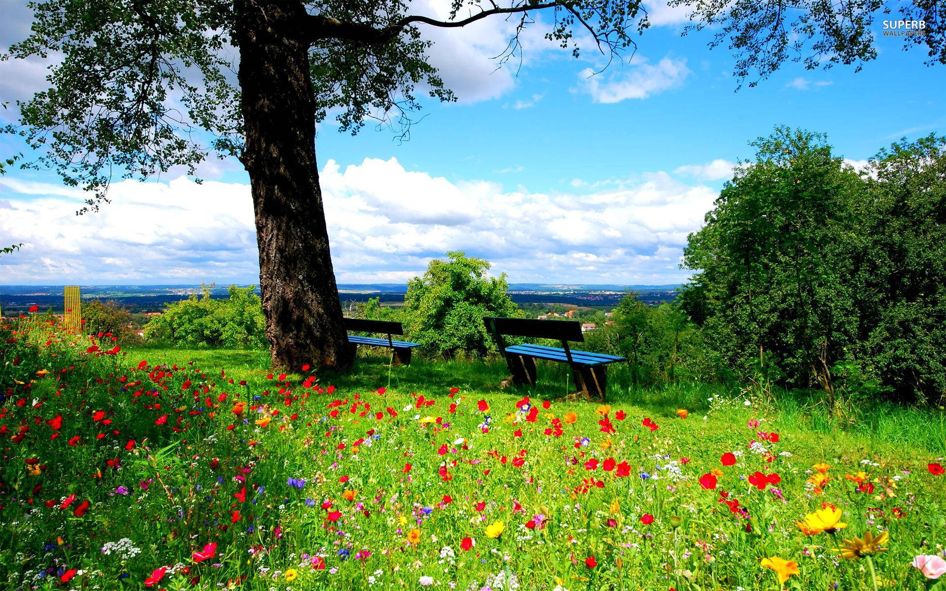 Enjoy The Most Beautiful Spring Wallpaper