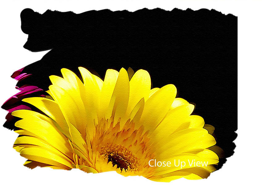 Pink And Yellow Gerbera Delight Flowers S Stretched