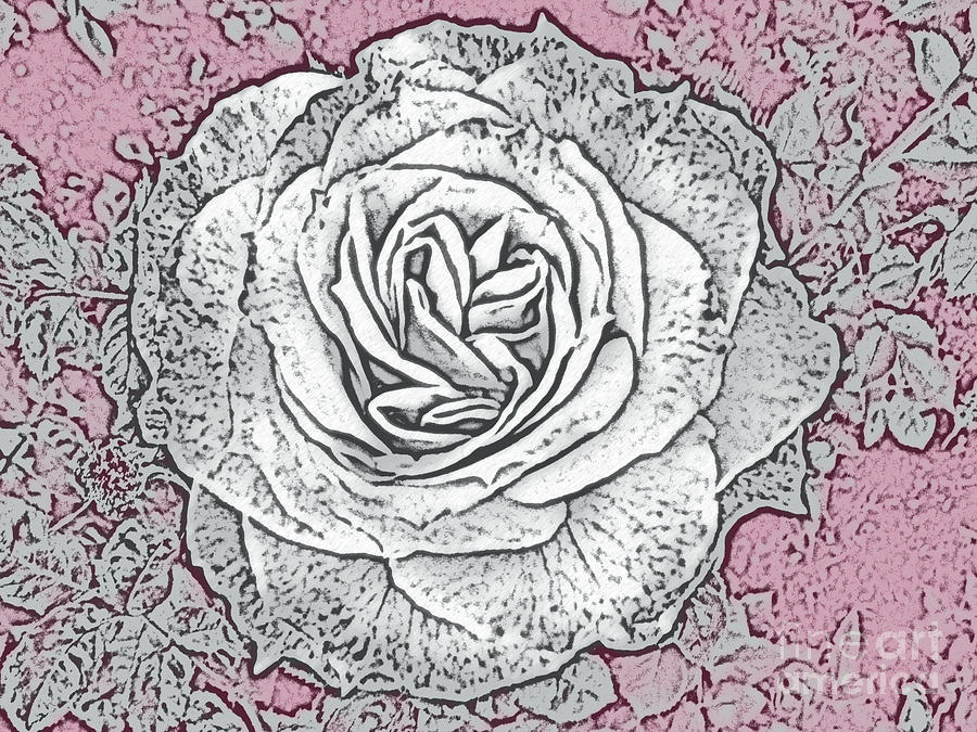 Ritzy Rose With Ink And Pink Background Photograph By