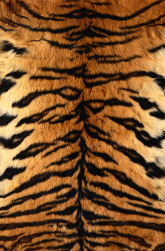 Bengal Tiger Fur Stock Photo Ab003887 Print Full