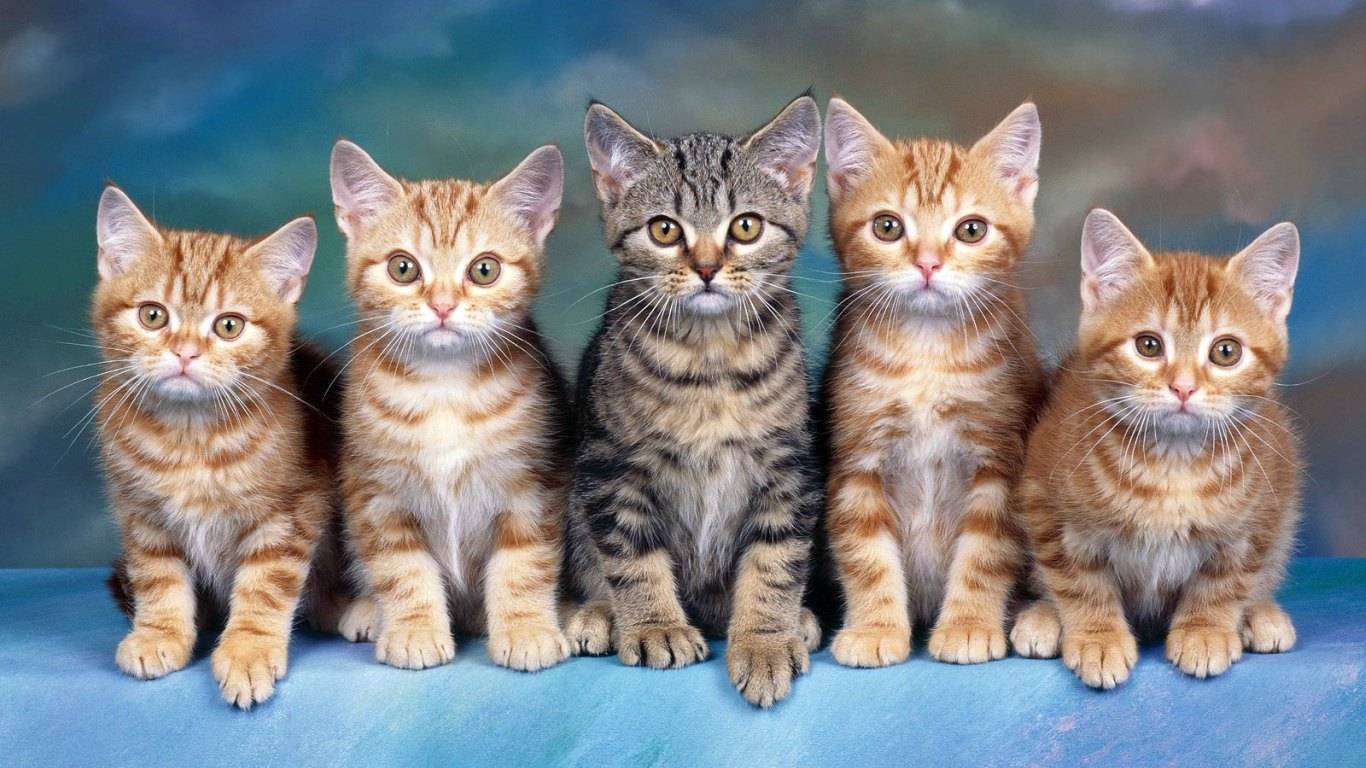 Cats Home Pets Wallpaper