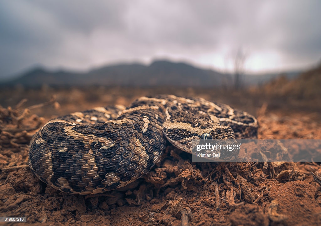 Closeup Of A Young Puff Adder In Morocco With Mountain And Stormy