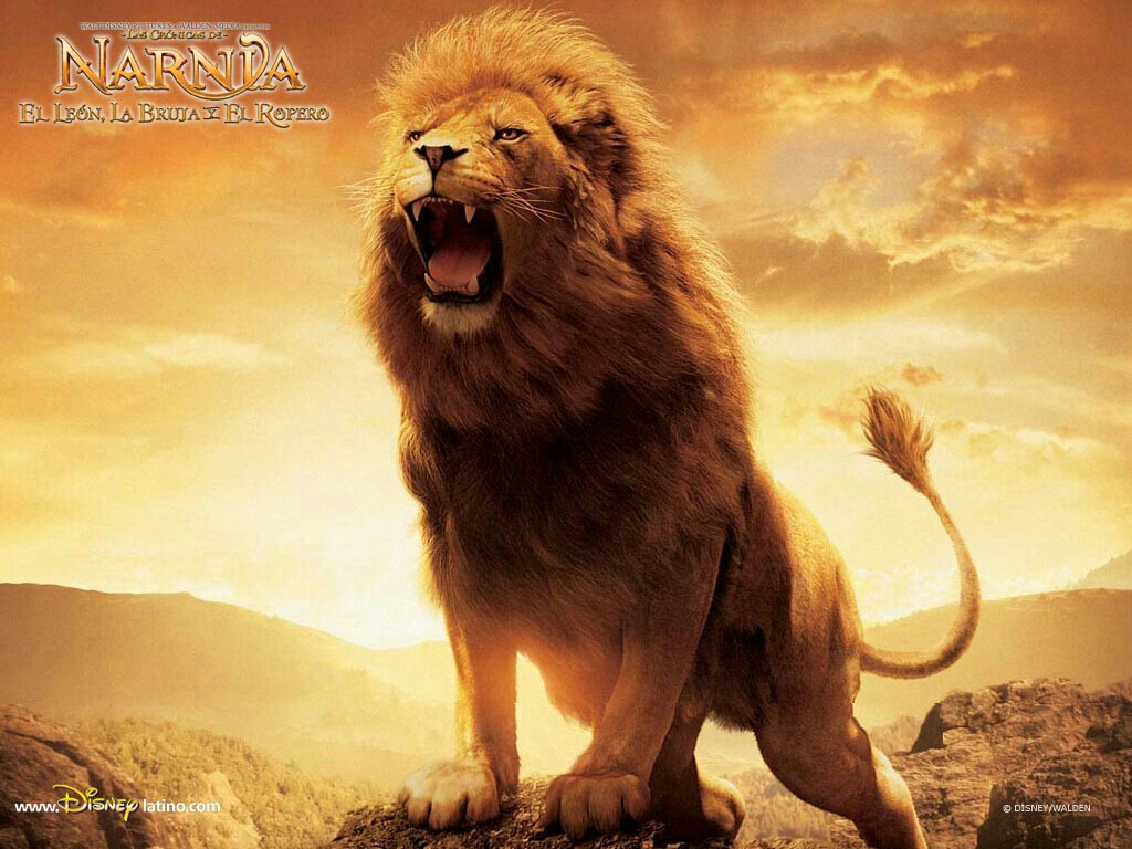 Aslan Lion The Chronicles Of Narnia Wallpaper By