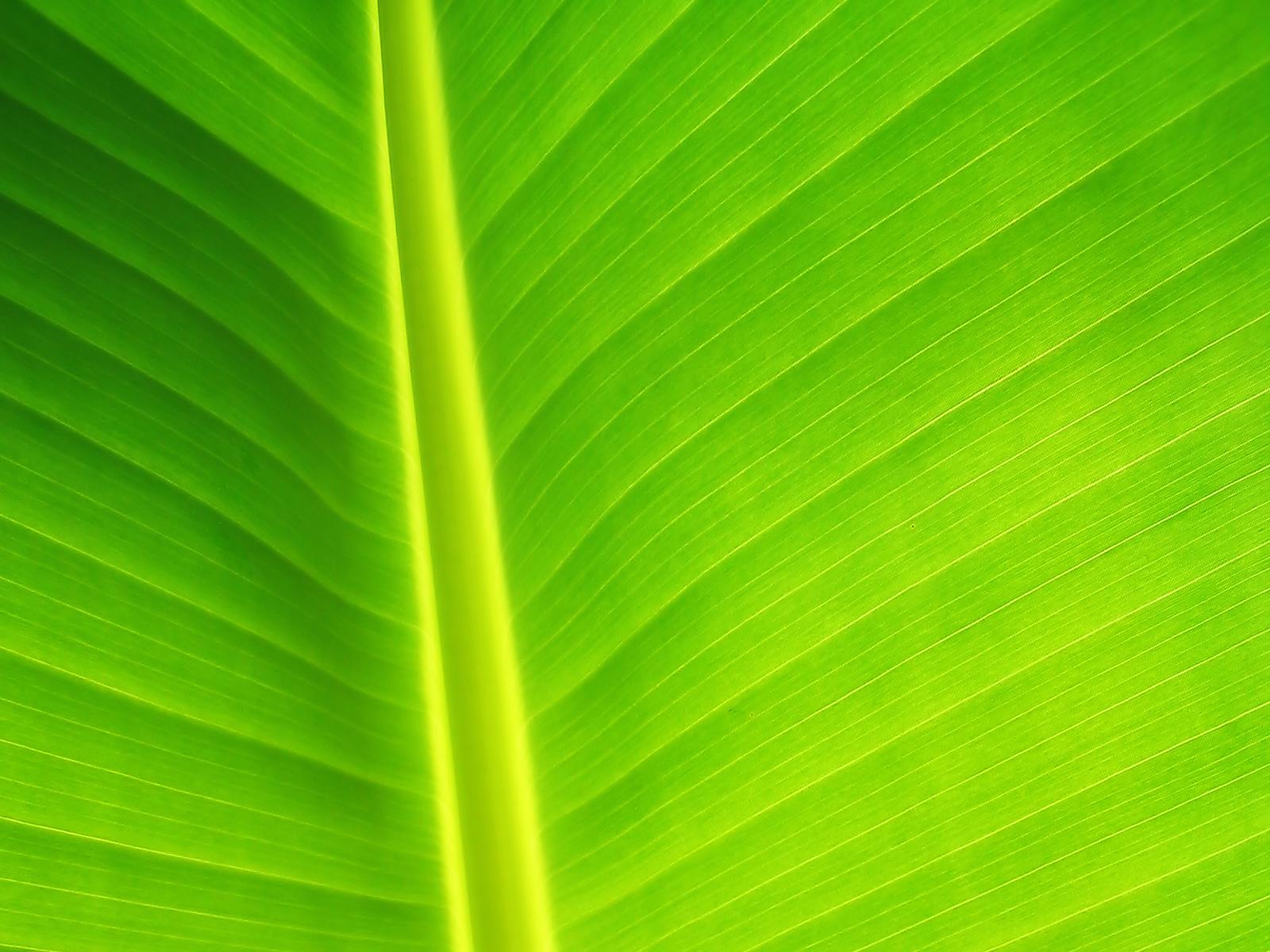 Free download GREEN LEAF WALLPAPER 62241 HD Wallpapers