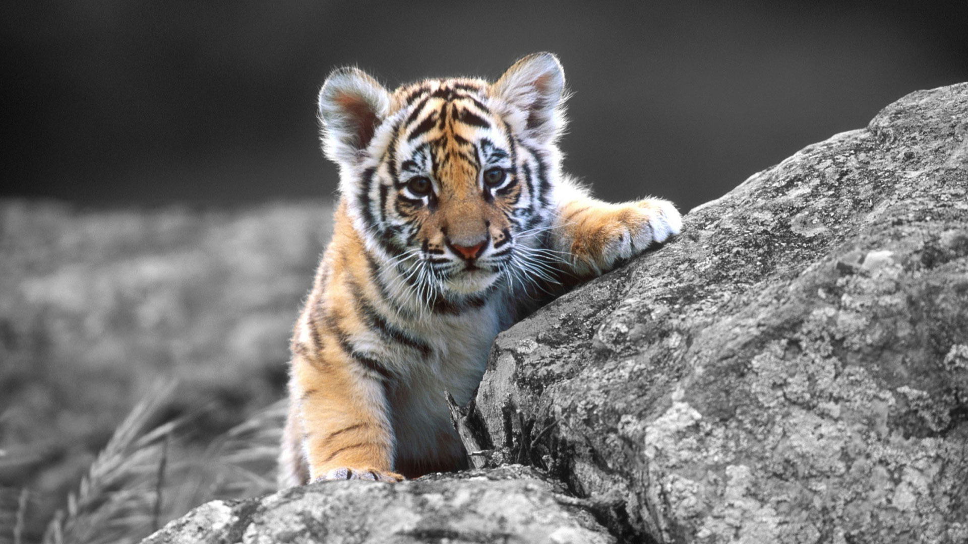 Wallpaper Tiger Cub High Definition 1080p