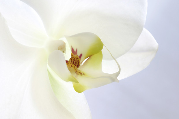 White Orchid Wall Mural Photo Wallpaper Photowall