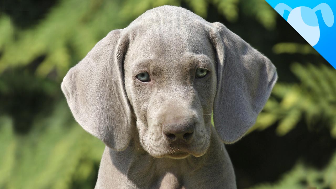 Weimaraner Facts The Dog With Human Brain Best Breed Ever