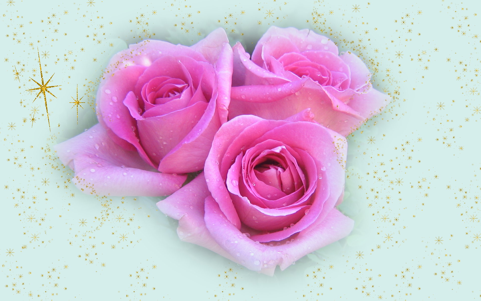 Fotos Beautiful Pink Rose