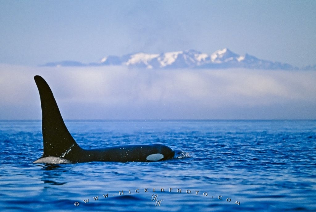 Wallpaper Background Killer Whale Scientific Name Orcinus Orca