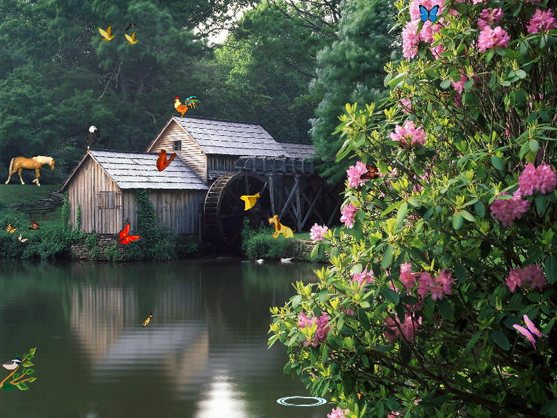 Free Butterflies Screensaver   Butterflies Ponds   FullScreensavers