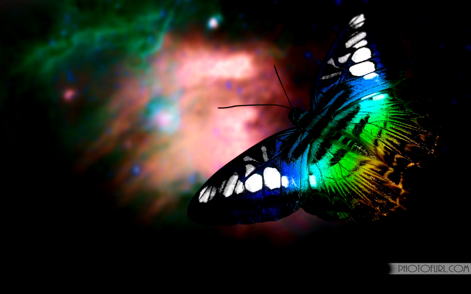 Colorful Butterfly Background Desktop Wallpaper