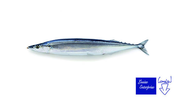Pacific Saury Wallpaper