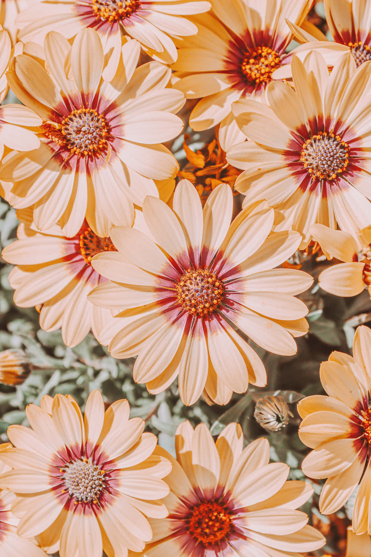 Wildflowers Dhrpnqxvceptp5ex Wallpaper