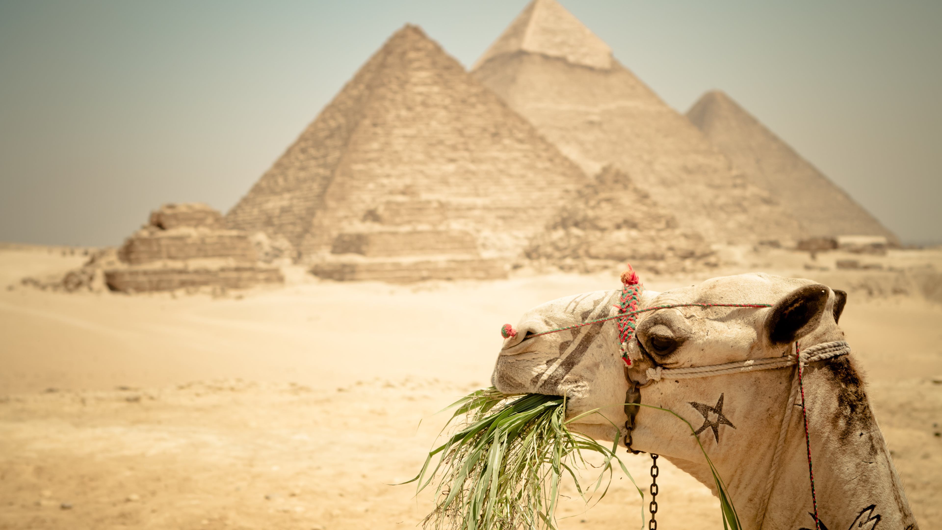Cairo Tours From Alexandria Port Egypt Wallpaper Pyramids Of
