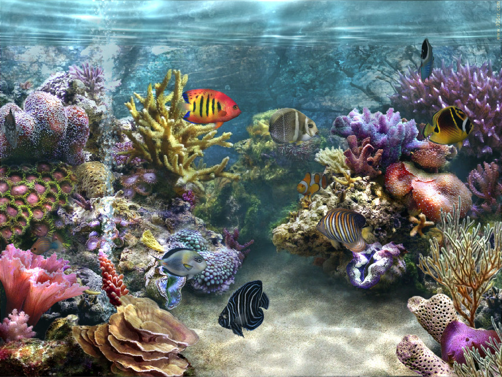 Aquarium Fish Wallpaper IwallHD