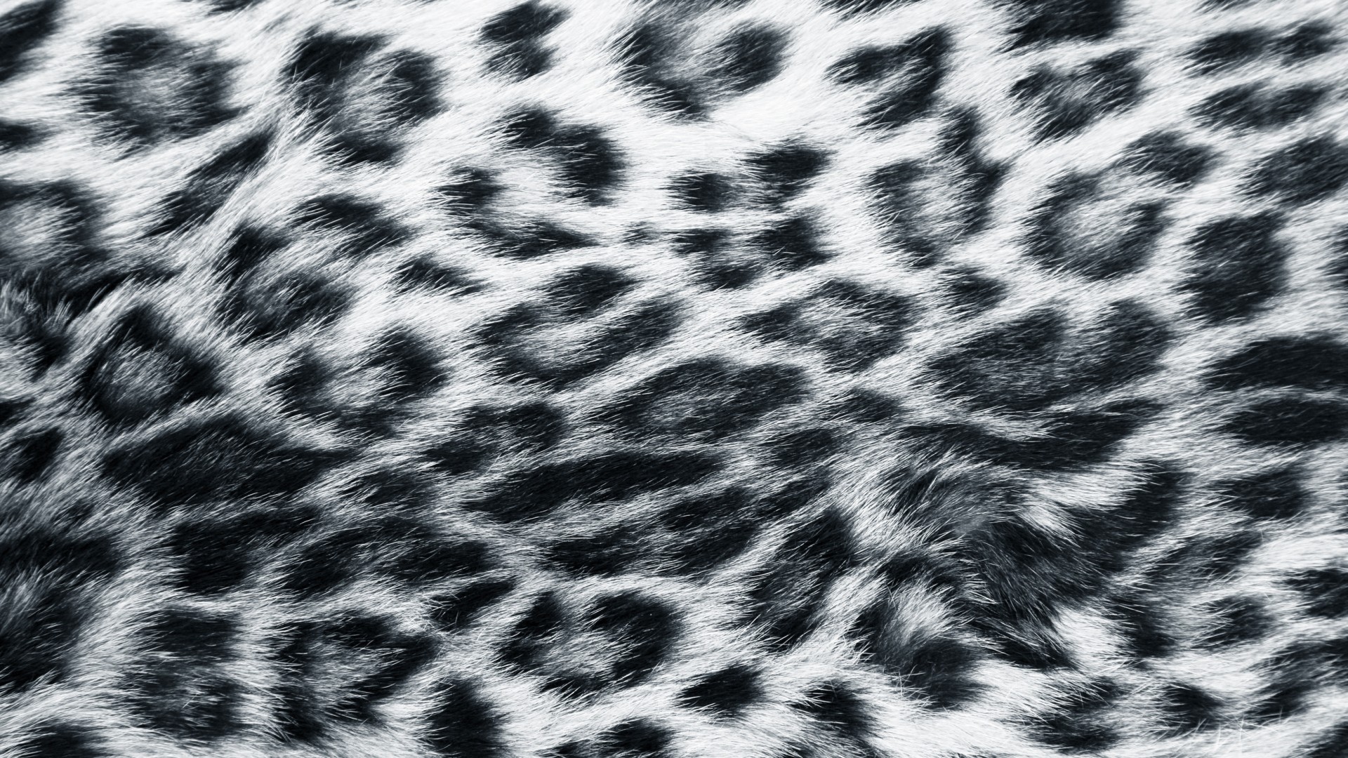 Snow Leopard Wallpapers HD for htc first   New HTC Phone 1920x1080