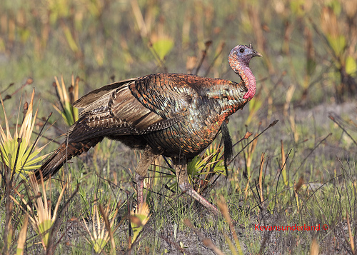 Osceola Race Wild Turkey In Burned Prairie Kissimmee State