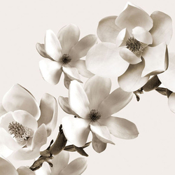Life Aires Wdai0801 Sq Wallpaper