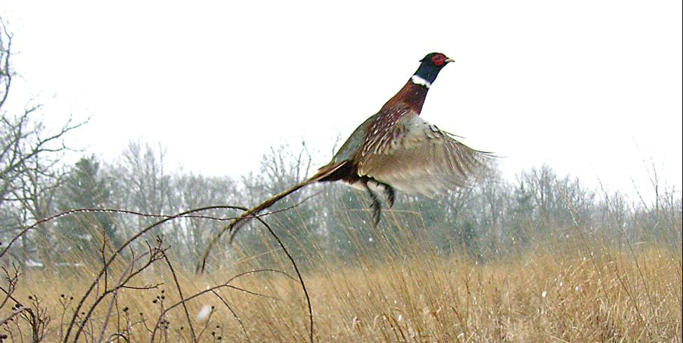 Hunting Pheasant Nh Wild Life