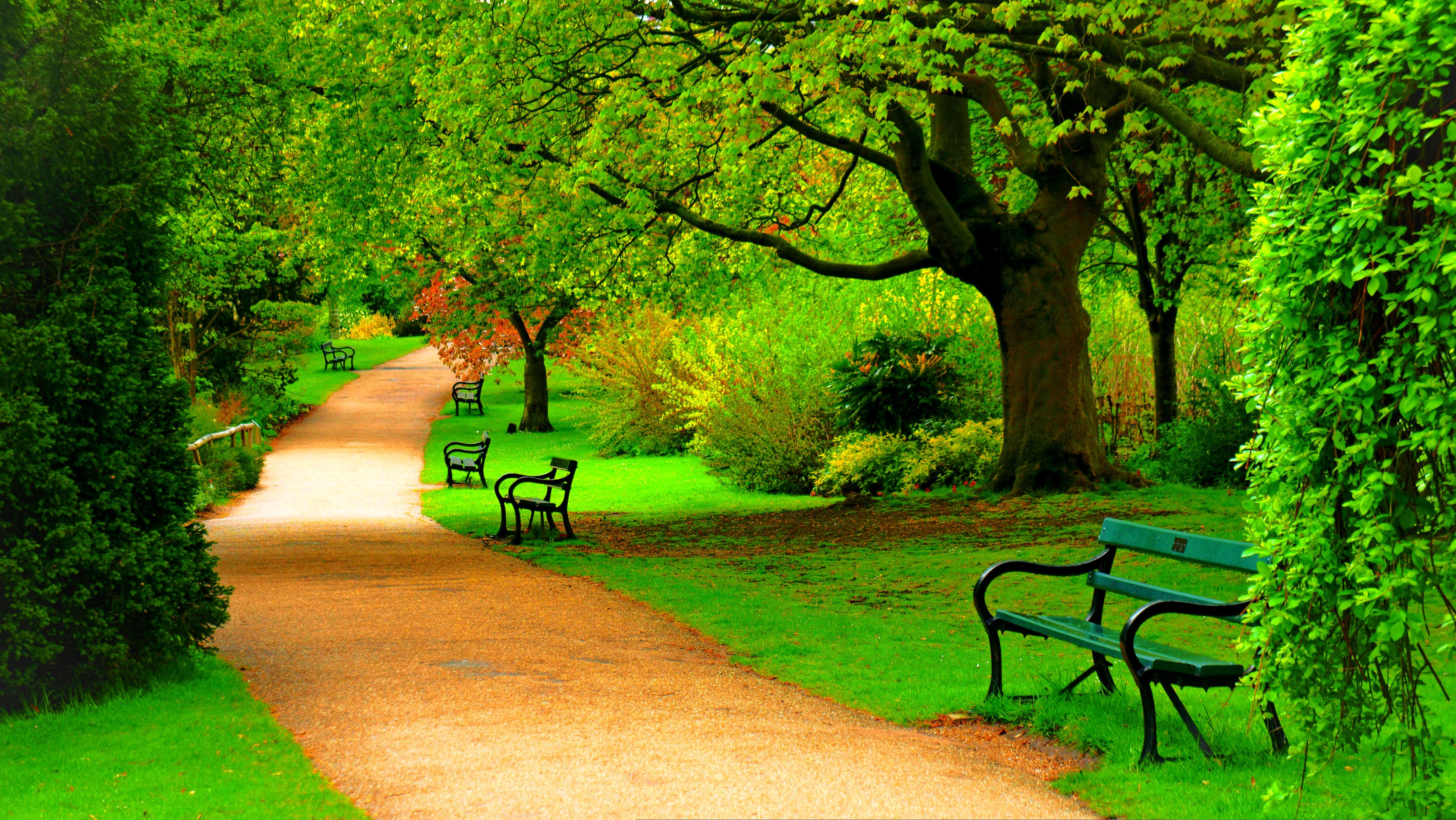 Trees Road Forest Park Spring Wallpaper Photos Pictures