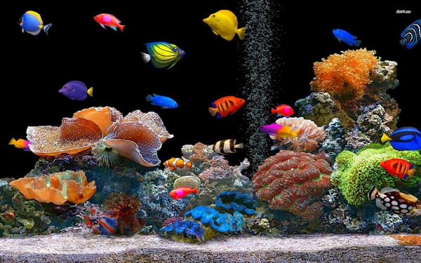 Fish Screen Savers Wallpaper Desktop