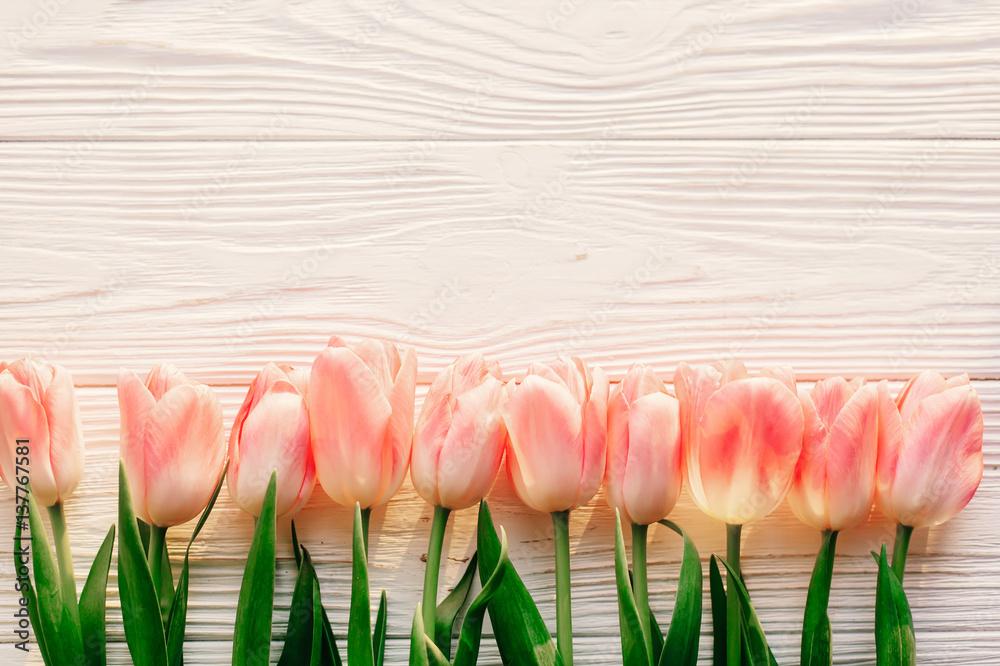 spring flat lay pink tulips on white rustic wooden background