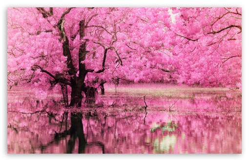 Pink Trees Reflected In Water HD Wallpaper For Standard Fullscreen