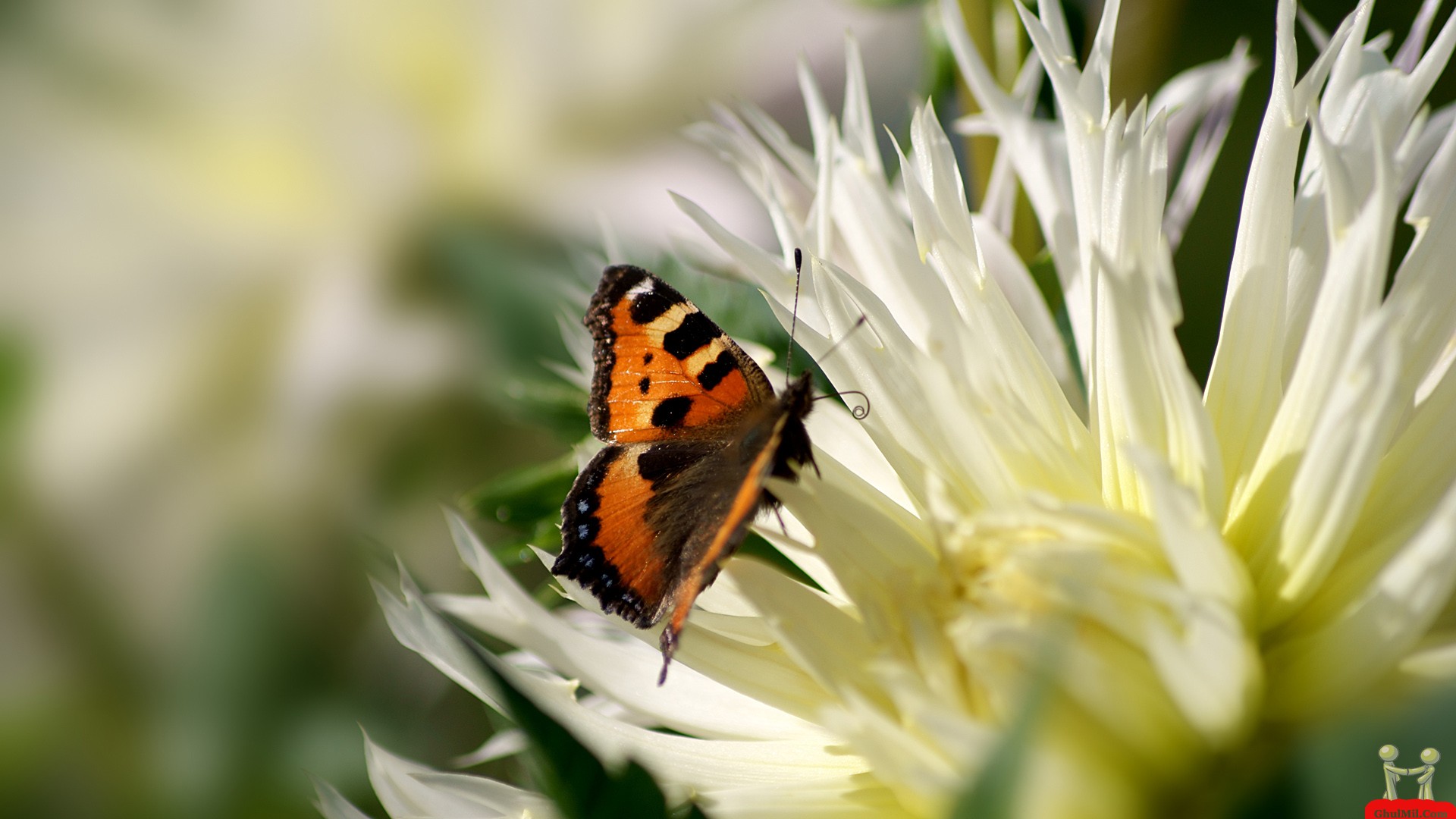 wallpapers butterfly flowers flower image floral beautiful wallpaper