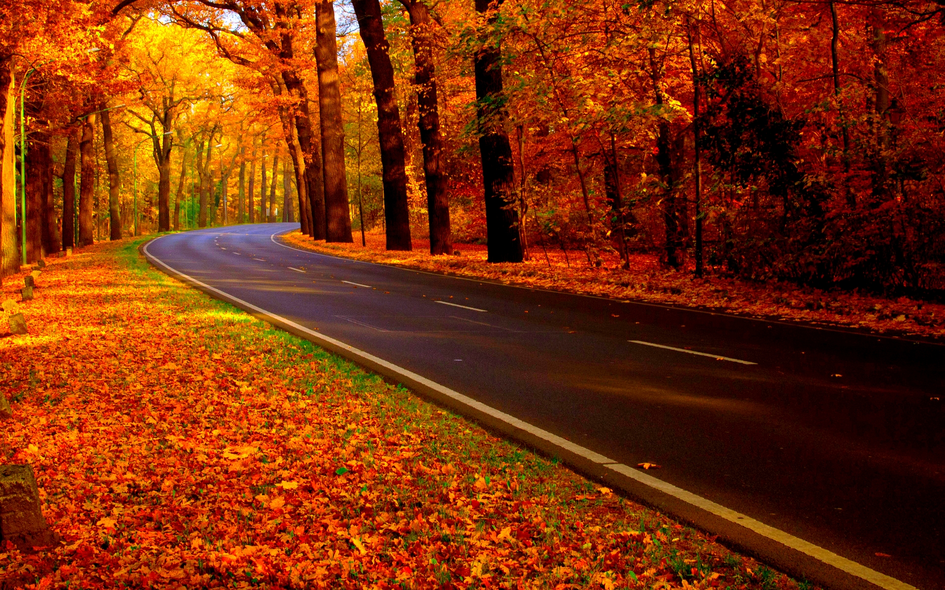 Autumn Road On Curezone Image Gallery