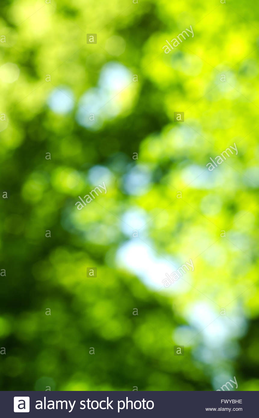 Green Blur Background Of Trees And Sky Stock Photo
