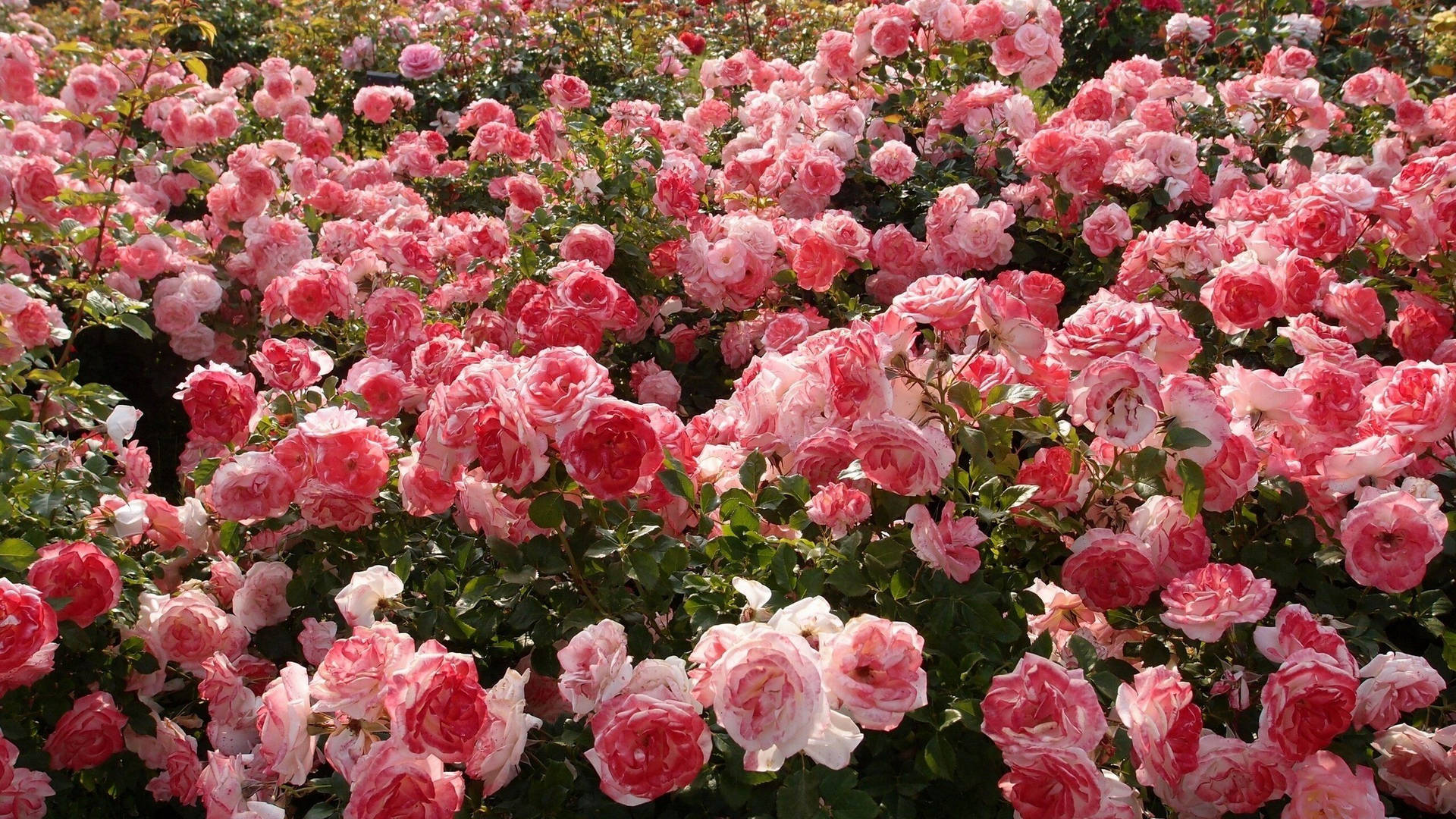 Rose Aesthetic Wallpaper