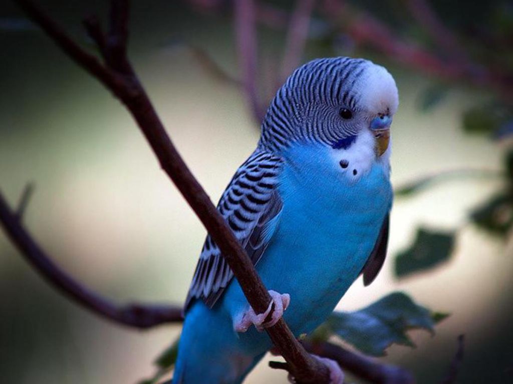Small Blue Parrot Little Parakeet Budgies