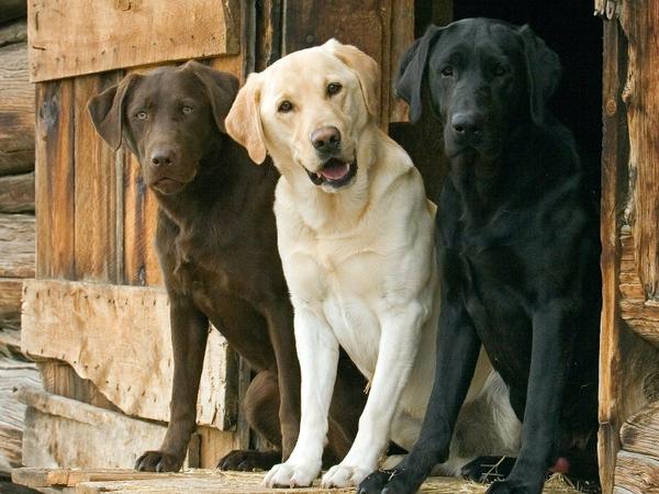 Labrador Retriever Wallpaper Dogs