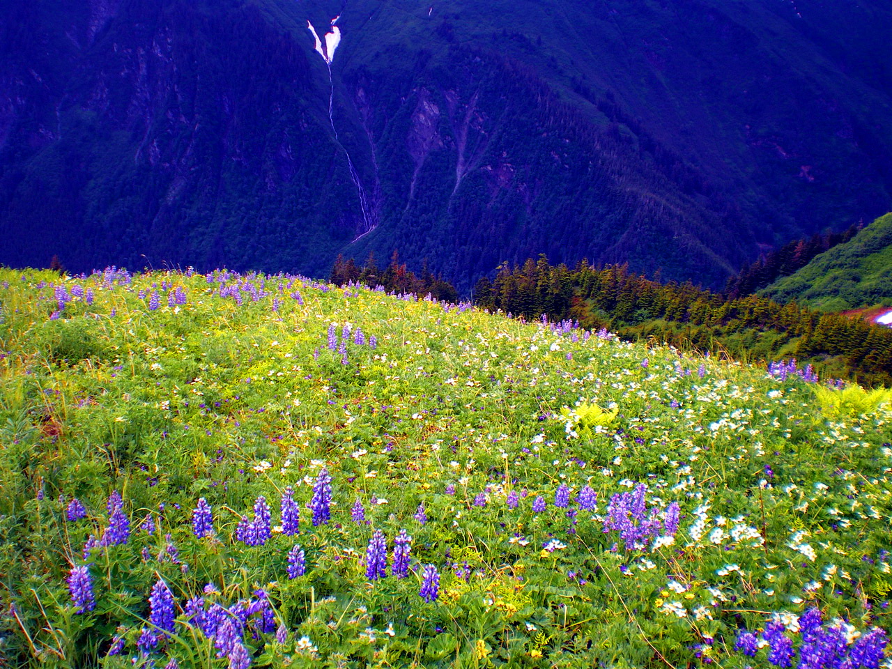 Mountain Wildflowers Wallpaper