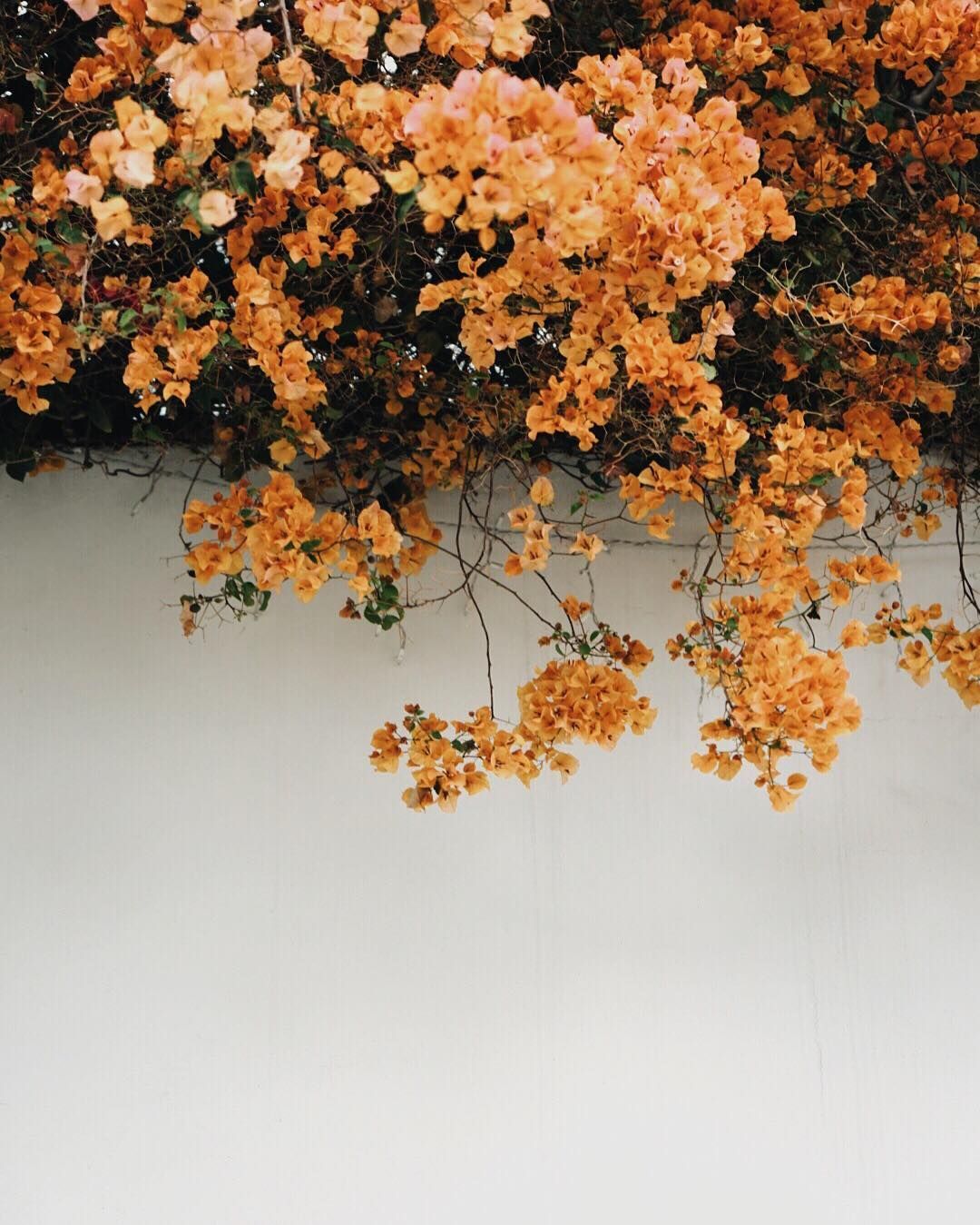 Mood Board Flowers Orange Aesthetic