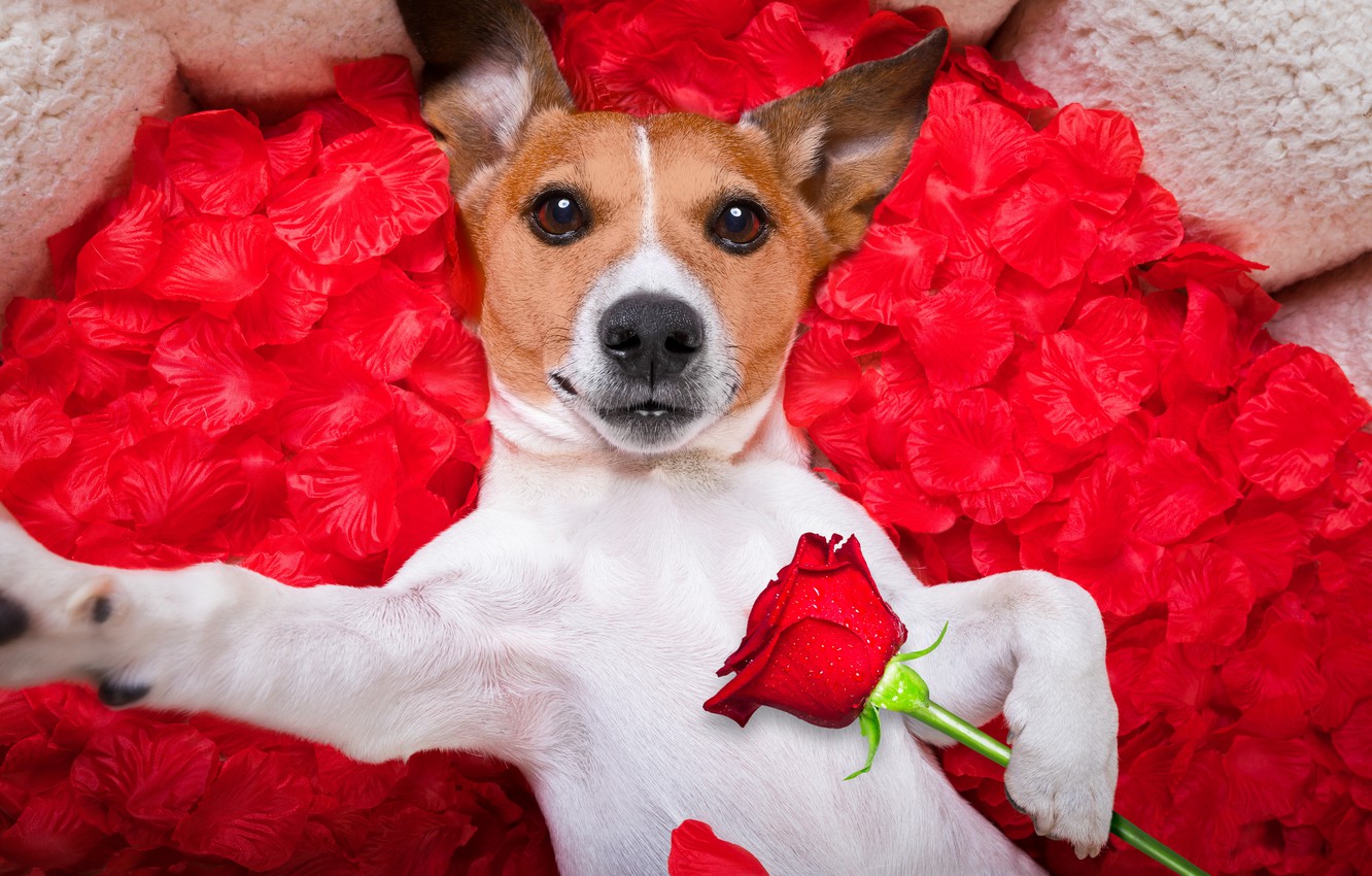 Wallpaper Dog Petals Love Rose Romantic Hearts Funny