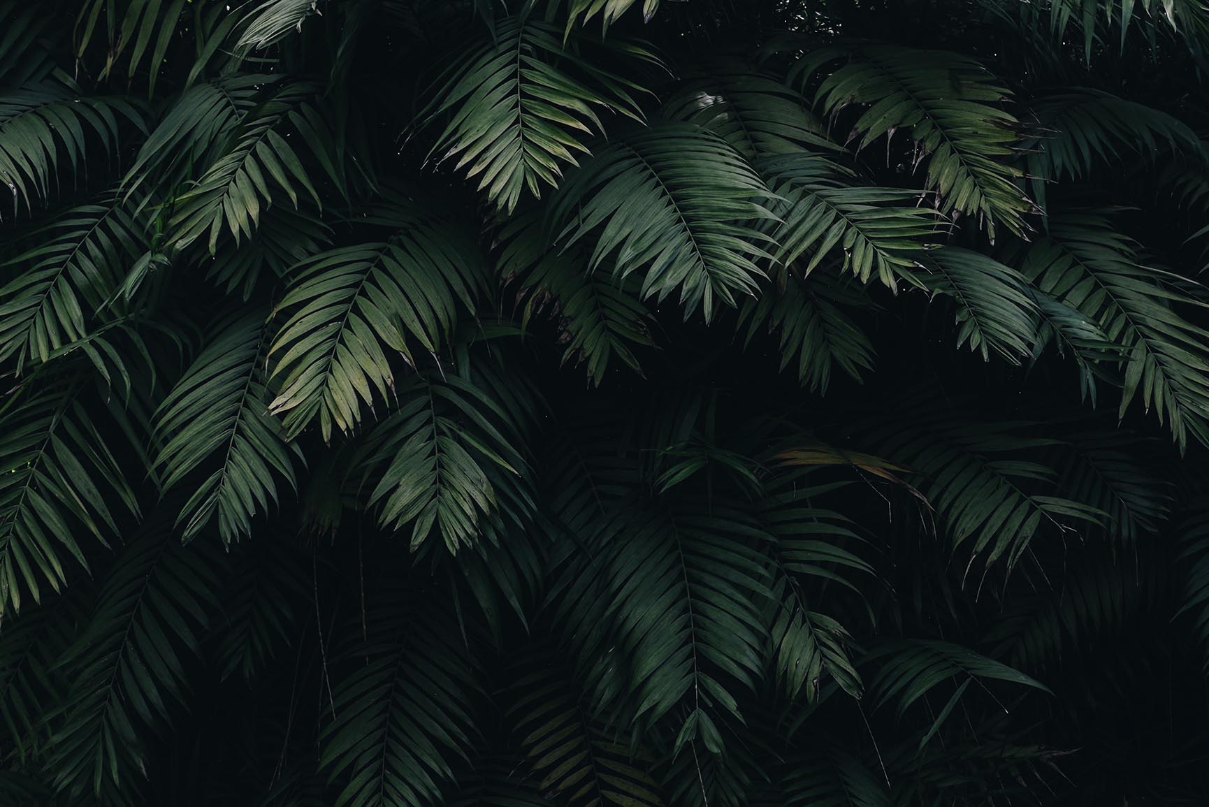 10 Tropical Jungle iPhone X Wallpapers Preppy Wallpapers