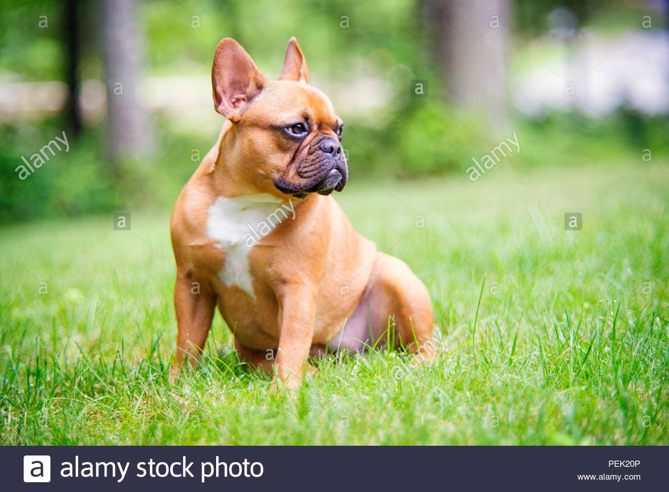 🔥 Download Red Fawn French Bulldog Sitting In The Grass With Trees ...
